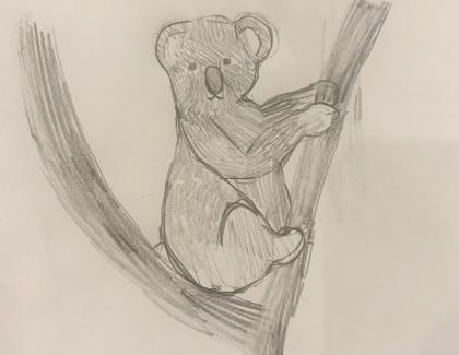 Koala in a tree
