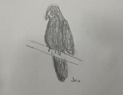 Led pencil drawing of bird sitting on branch