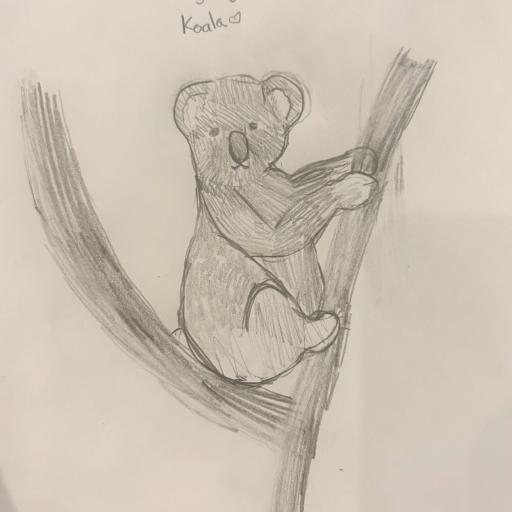 Koala in a tree