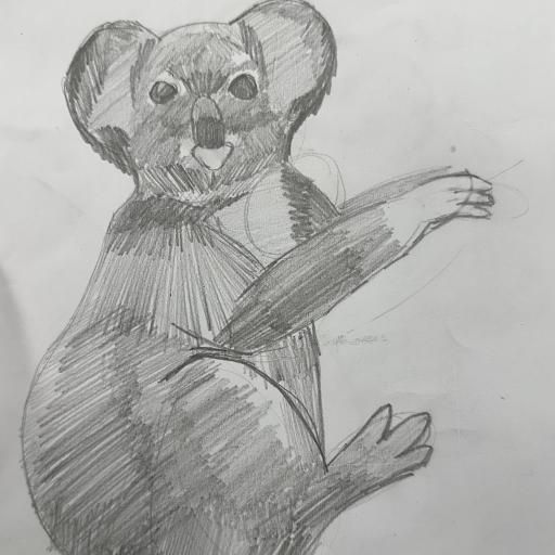 Led pencil drawing of koala
